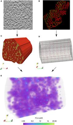 Assessing Cardiomyocyte Excitation-Contraction Coupling Site Detection From Live Cell Imaging Using a Structurally-Realistic Computational Model of Calcium Release